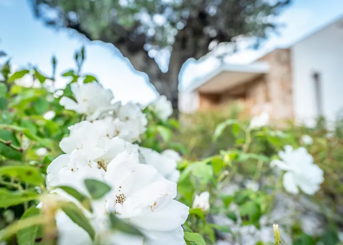Porto-vecchio Palombaggia Azaitu